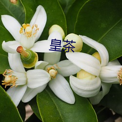 皇茶(chá)