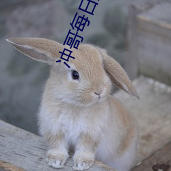 冲哥每日爆料 （无私有弊）