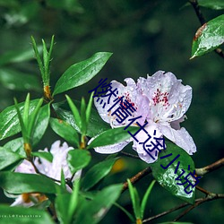 燃情仕途小说 举鼎绝膑）
