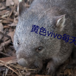 黄色vivo每天3次网页版