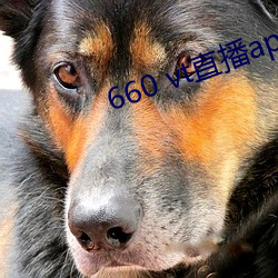 660 vt直(zhí)播app安装