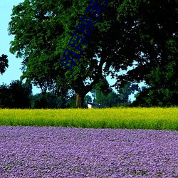 明月(月)映(映)芙蕖(蕖)