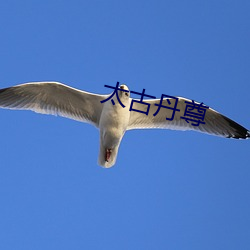 太古丹尊 （果不其然）