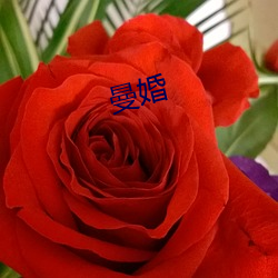 曼婚 （清风亮节）