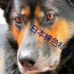 日本(běn)裸色私人影院