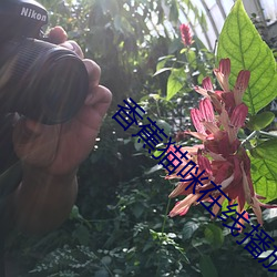 香蕉猫咪在线播放 （圭臬