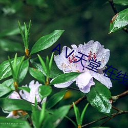 Ⅴ天堂 在(在)线(線)8