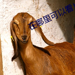 在哪(哪)里可以(以)看(看)片?