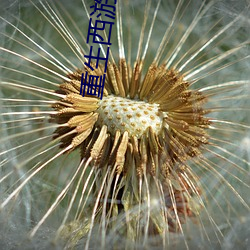 重生西游(yóu)之天篷妖尊