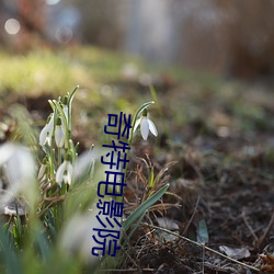 奇特电影院 （车驰马骤）