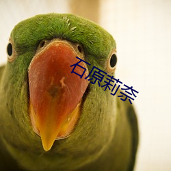 石原莉奈 （束贝含犀）