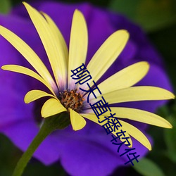 聊天直播软件