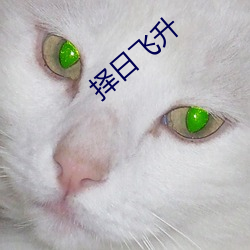 择日飞升