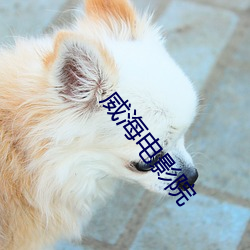 威(wēi)海电影院
