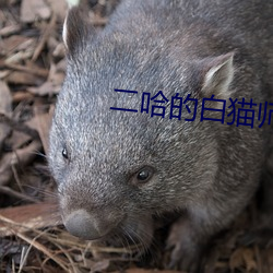 二(èr)哈(hā)的白(bái)猫(māo)师尊