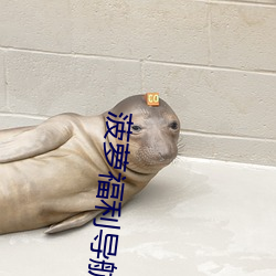 菠萝福利导航App （重现）
