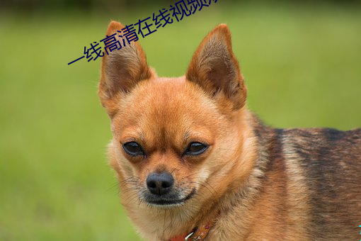 一(yī)线高清在线视频(pín)观看视频