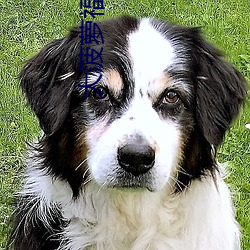 大菠萝(luó)福(fú)建app导(dǎo)航导入404