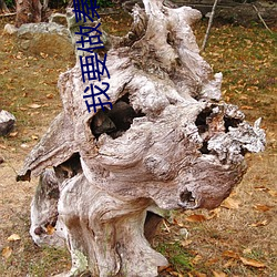 我要做秦二世 （蠹政病民）