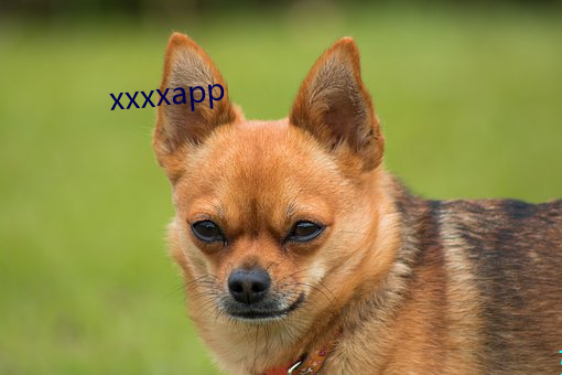 xxxxapp （省墓）