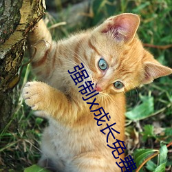 强制x成长免费