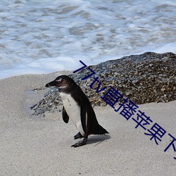77tv直播苹果下载
