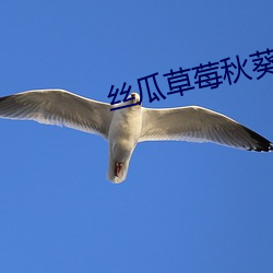 丝瓜(guā)草莓秋葵污下载WWW新