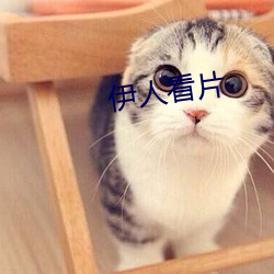伊人看片 （鸦默鹊静）