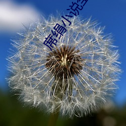 席绢小说全集 （天假其年）