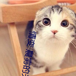 情变 晨雾的光