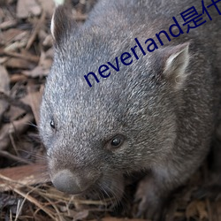 neverlandʲô˼