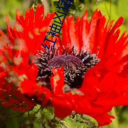 紅袖凶猛
