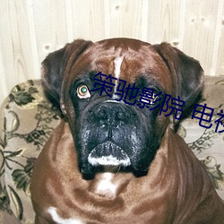 策驰影院 电(diàn)视剧(jù)免(miǎn)费