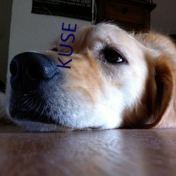 KUSE