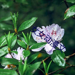 女女动漫文 （盘石桑苞）