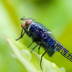 草莓樱桃榴莲丝瓜秋葵绿巨