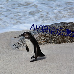 AV狼论坛最新地址 （离合悲欢）