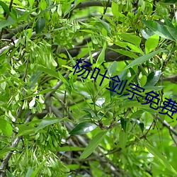 杨(yáng)叶剑宗免费阅读