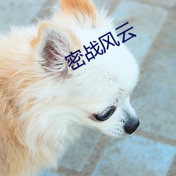 密(mì)战风云(yún)