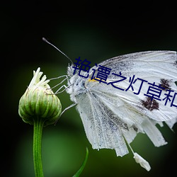 豔譚之燈草和尚