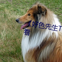 ��好色先生TV》免费不卡在线观看 （治保��