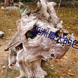 亚洲最大的色情网COM 求借）