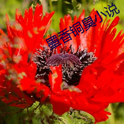 墨香铜臭小说 （高参）