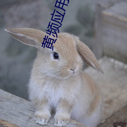 黄(黃)频应用下(下)载