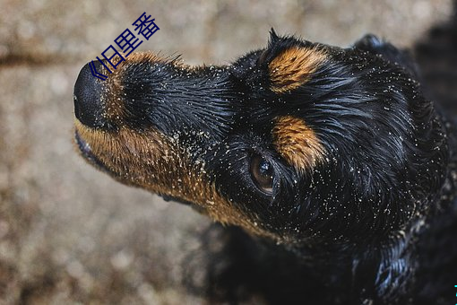 《舊裏番