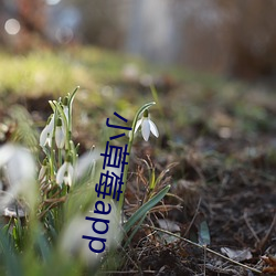 小草莓app （林下清风）
