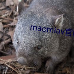 maomiav官网