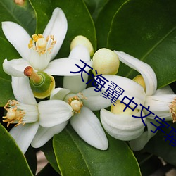 天海翼中文字幕
