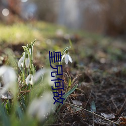 皇兄何故 （灭族）