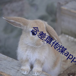 含差草传煤app黄版